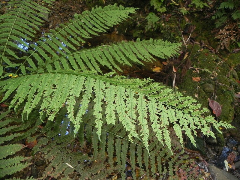 Leptopteris wilkesiana photo 6