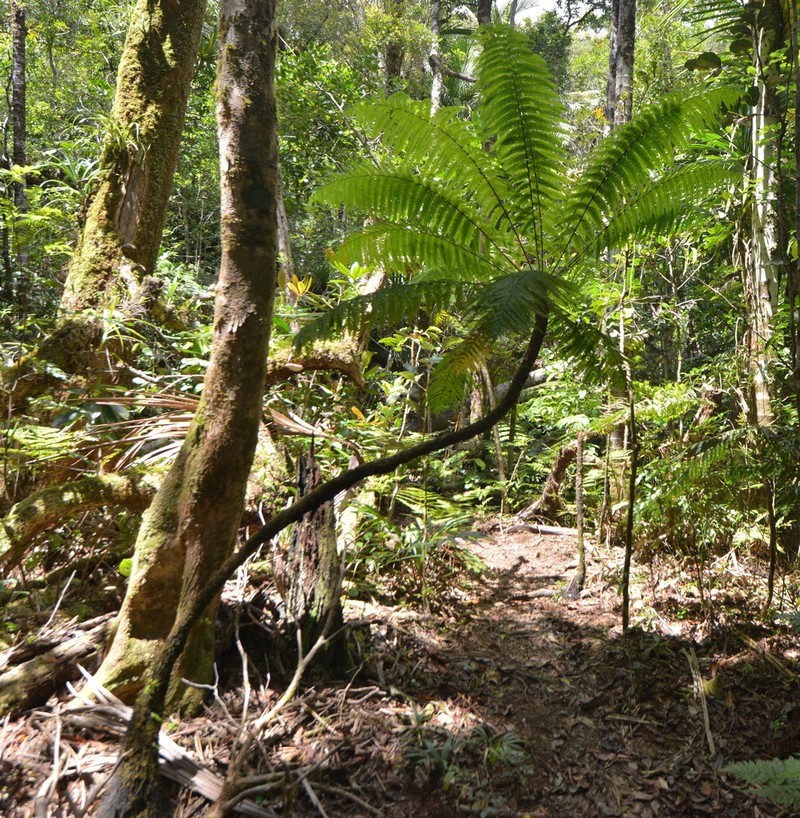 Leptopteris wilkesiana photo 8