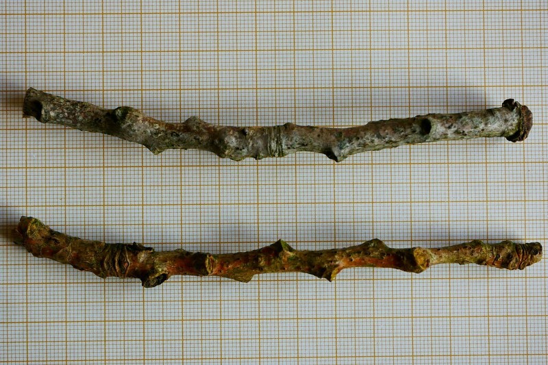 Birchbark Dot Lichen