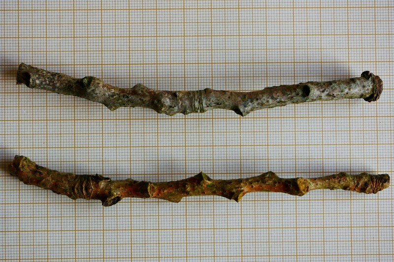 Birchbark Dot Lichen photo 2