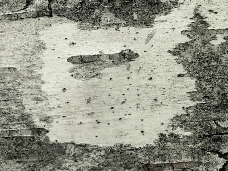 Birchbark Dot Lichen