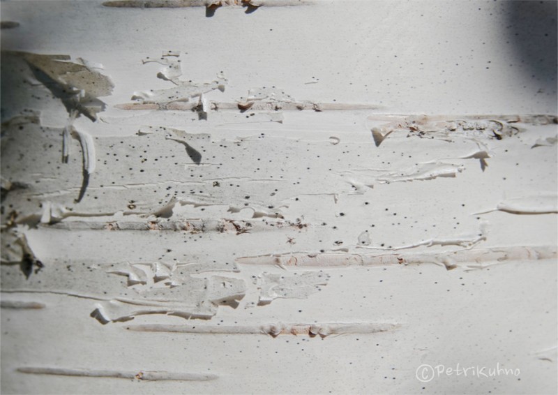 Birchbark Dot Lichen photo 2