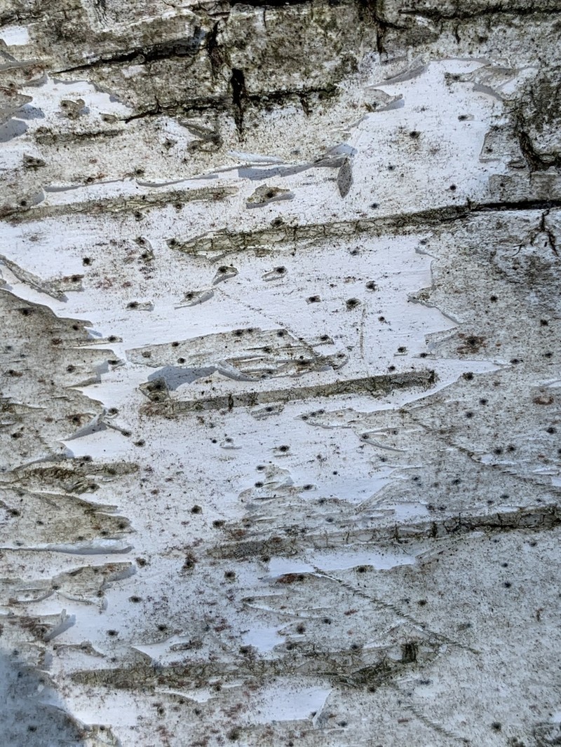 Birchbark Dot Lichen photo 3