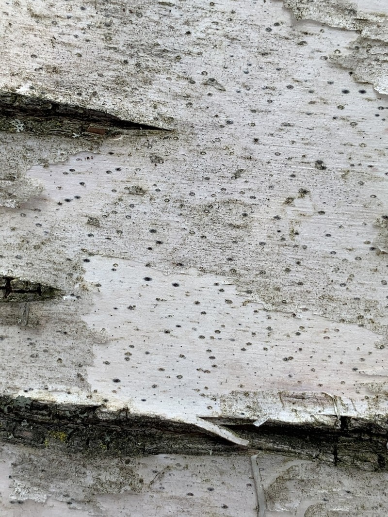 Birchbark Dot Lichen photo 4