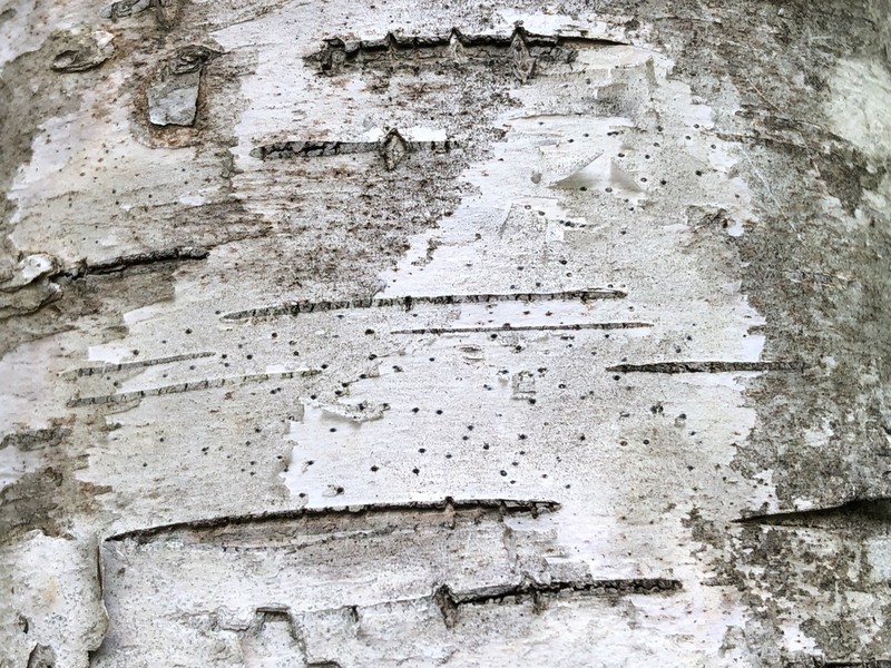 Birchbark Dot Lichen photo 5