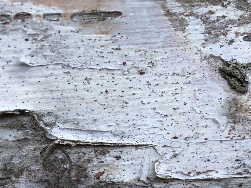 Birchbark Dot Lichen photo 6