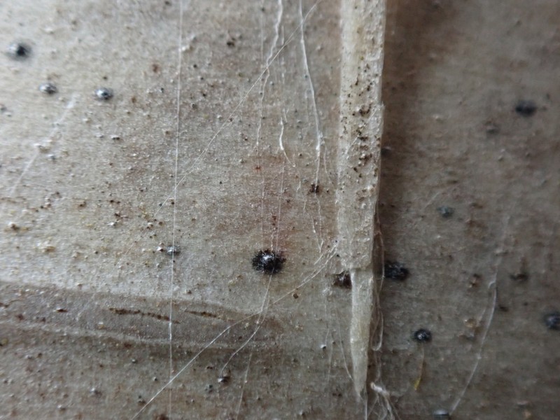 Birchbark Dot Lichen photo 7