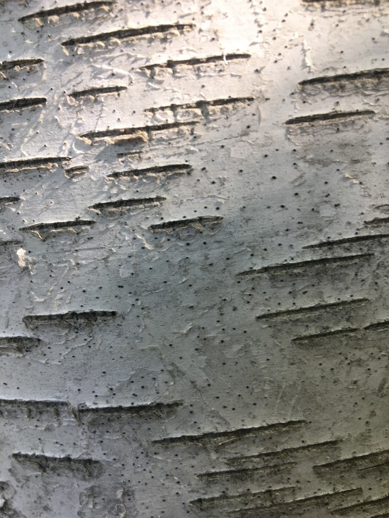 Birchbark Dot Lichen photo 8