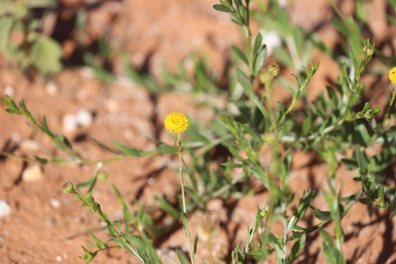 Leptorhynchos baileyi photo 2
