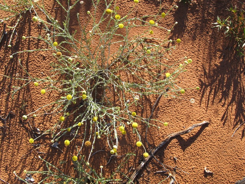 Leptorhynchos baileyi photo 4