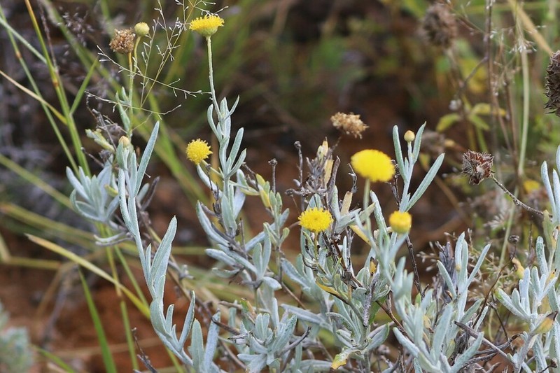 Leptorhynchos baileyi photo 5