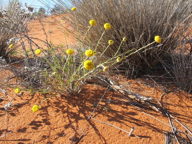 Leptorhynchos baileyi photo 6