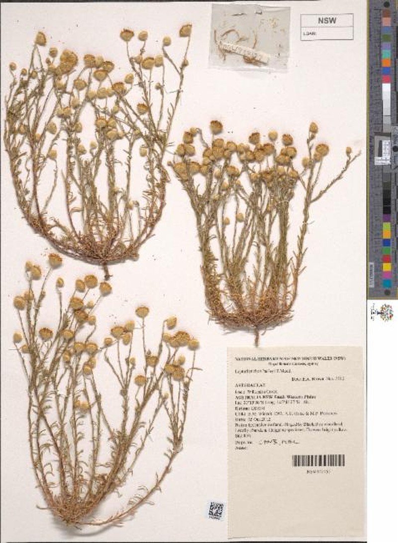 Leptorhynchos baileyi photo 7