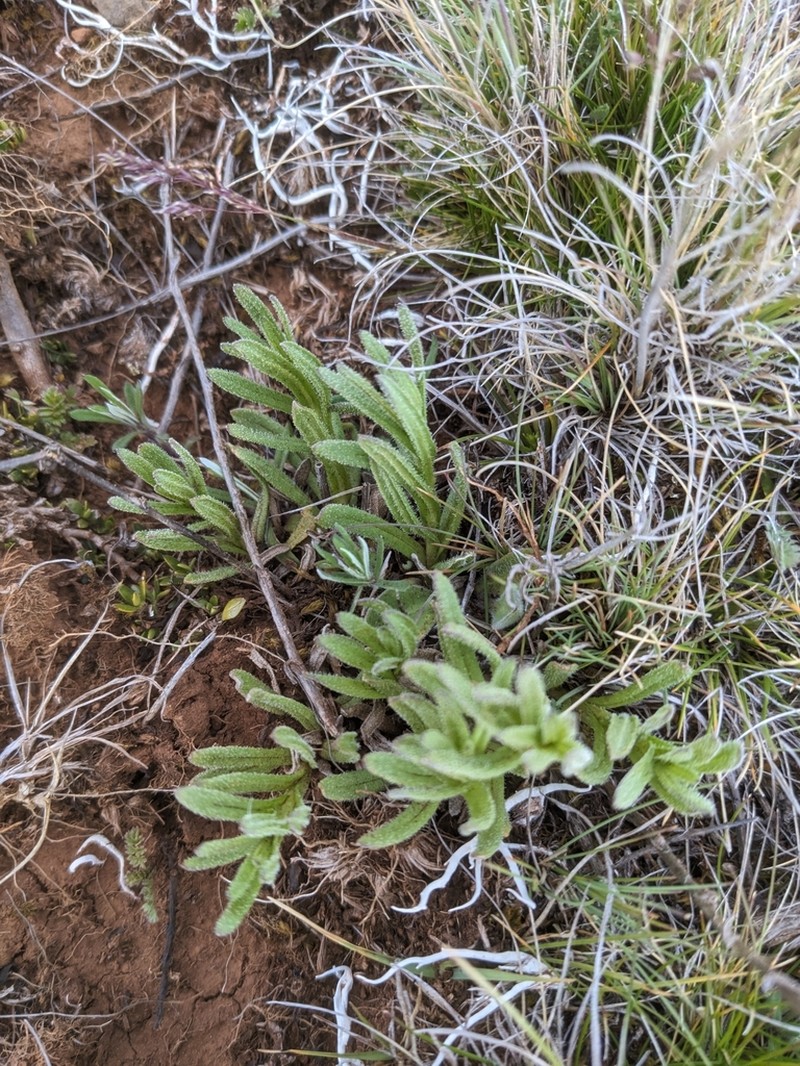 Leptorhynchos elongatus