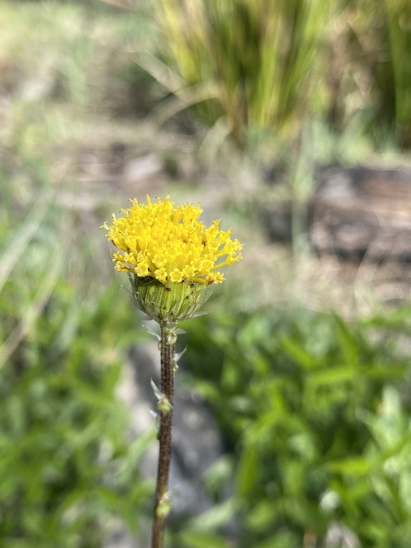 Leptorhynchos elongatus photo 5