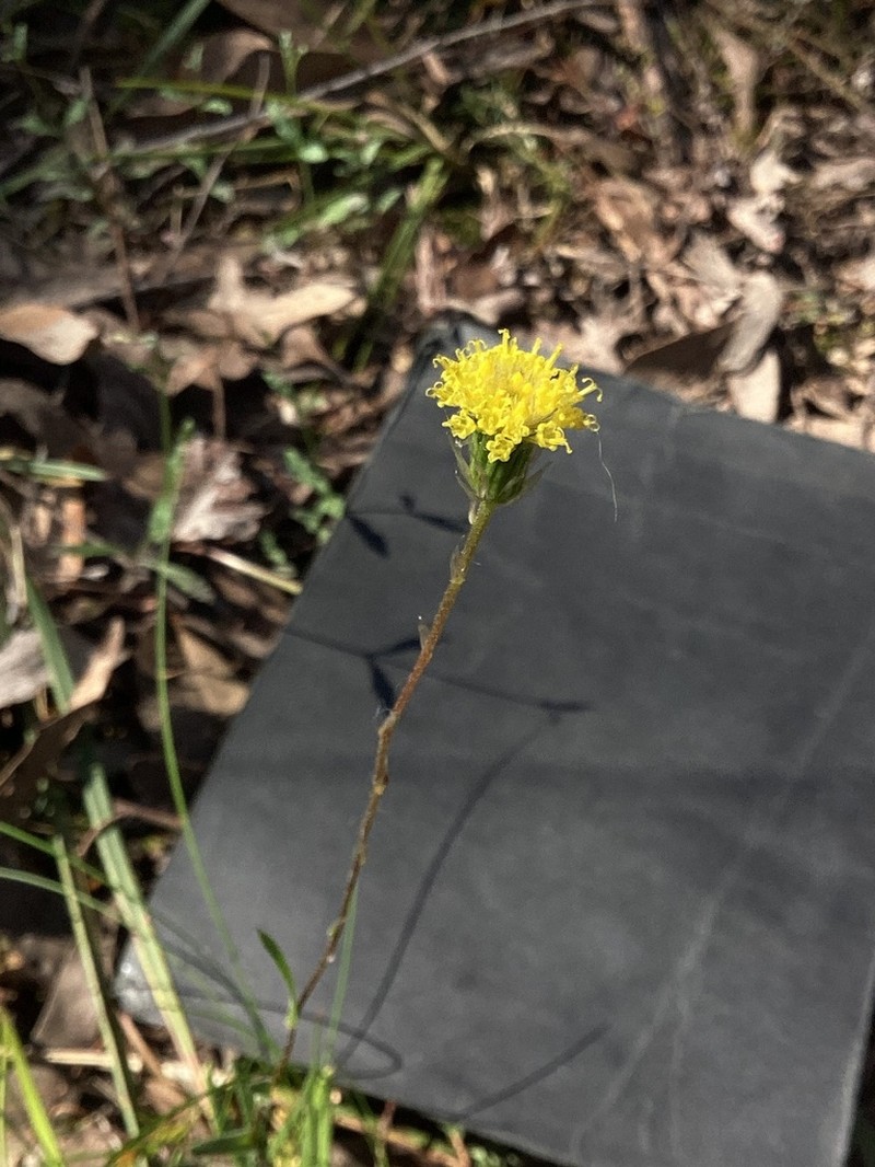 Leptorhynchos elongatus photo 8
