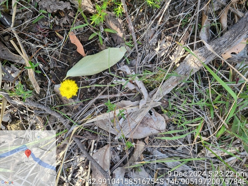 Leptorhynchos nitidulus photo 7