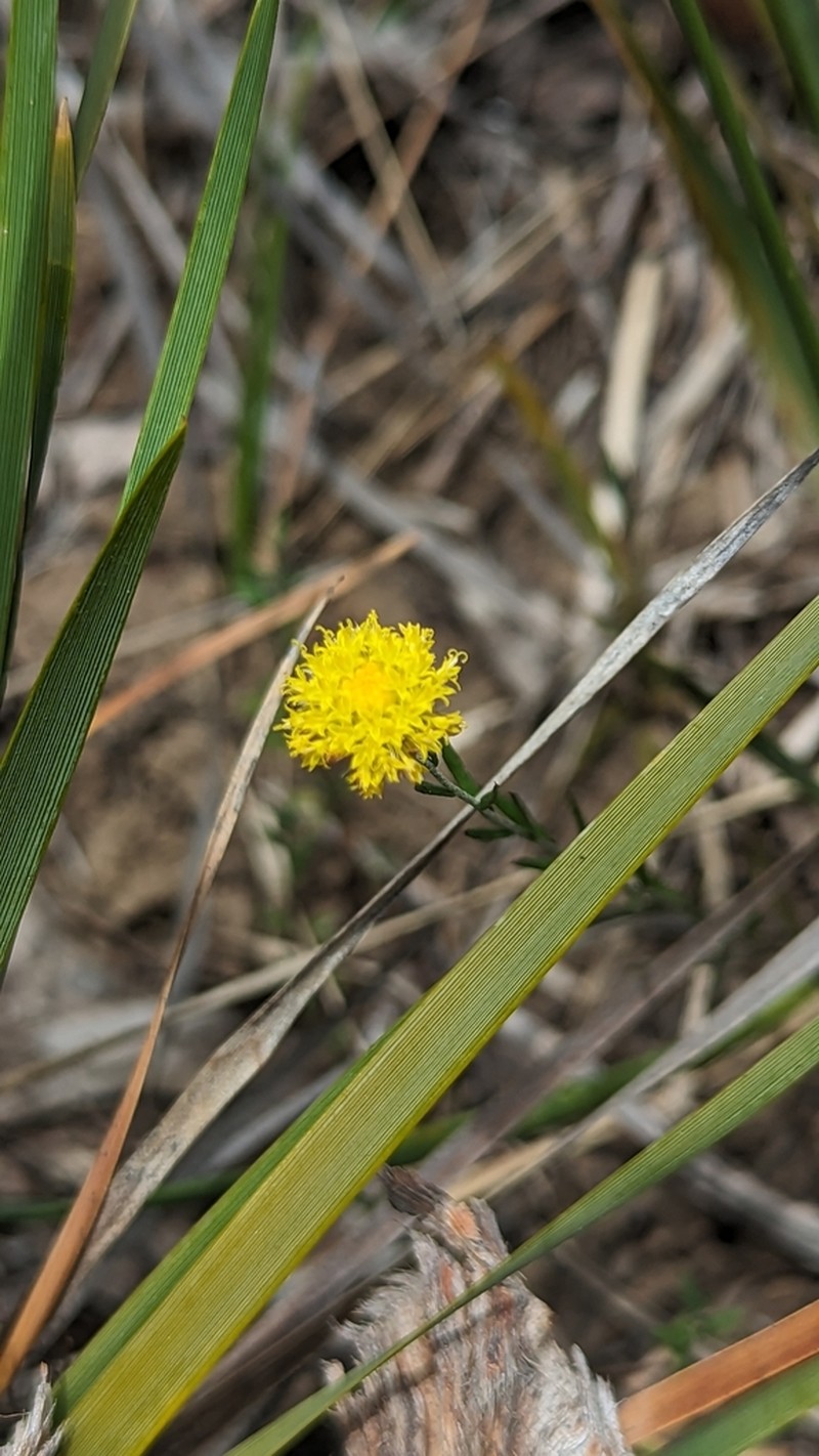Leptorhynchos nitidulus photo 8