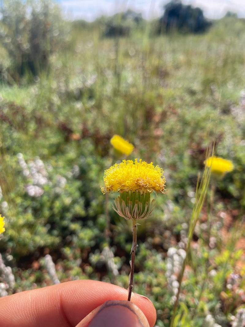 Leptorhynchos orientalis