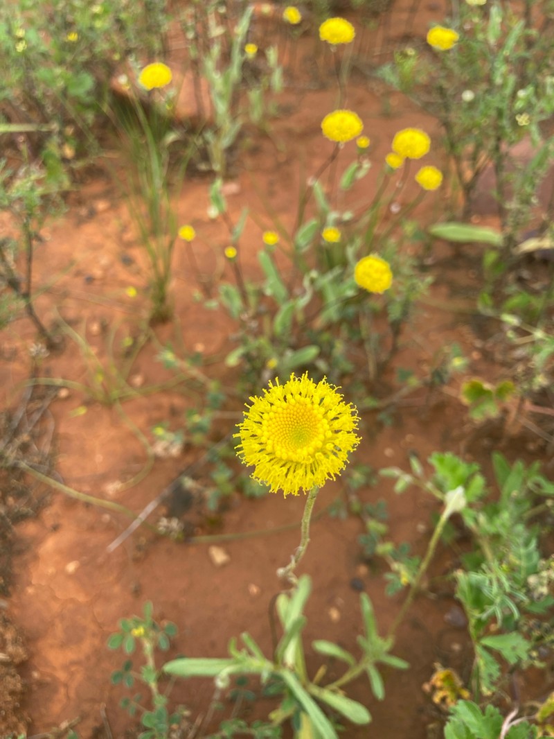 Leptorhynchos orientalis photo 2