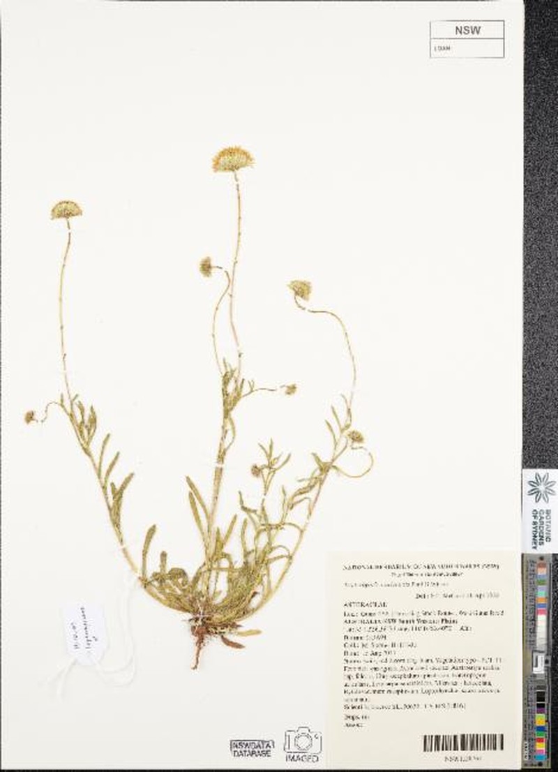 Leptorhynchos orientalis photo 3