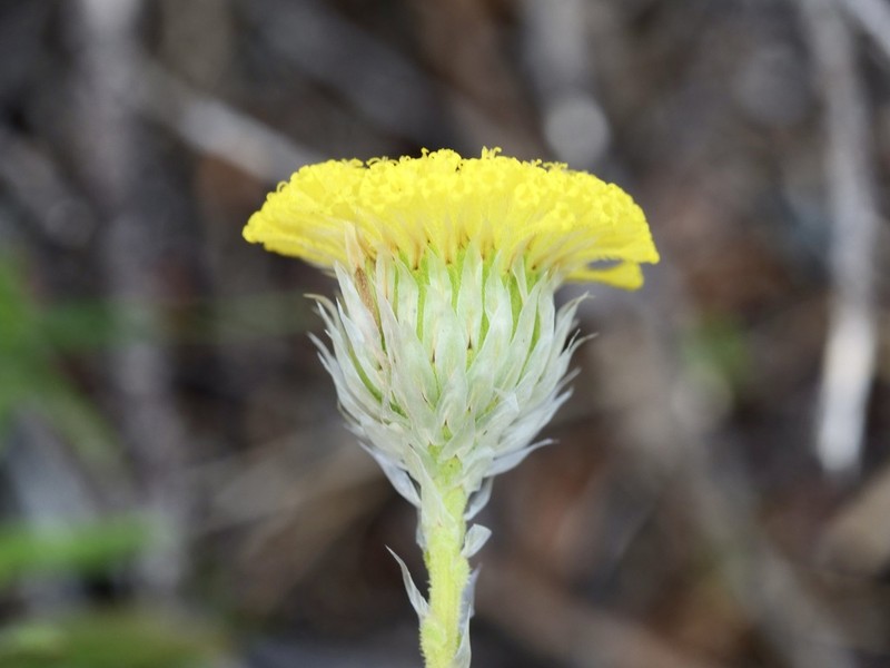 Leptorhynchos scaber