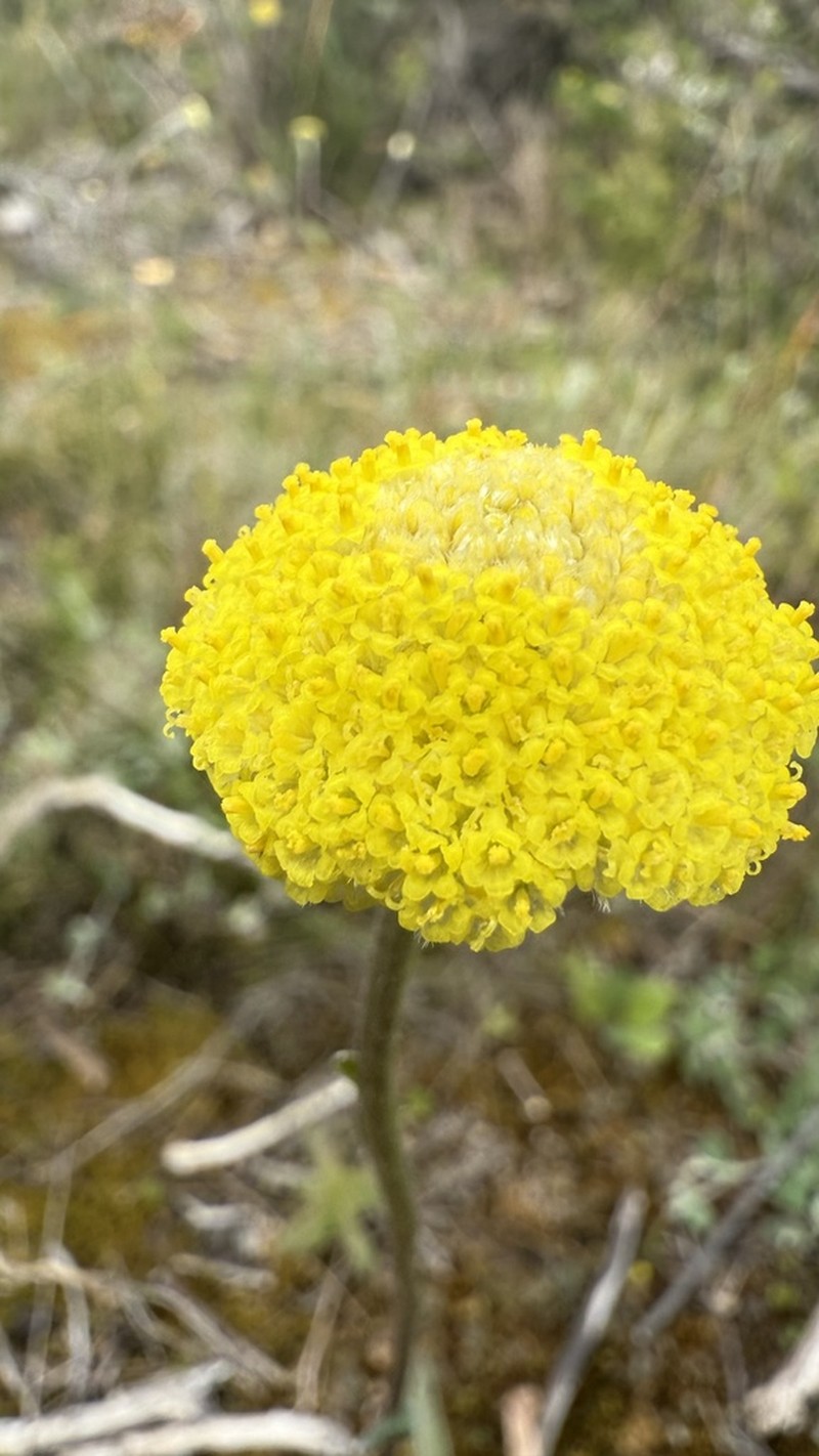 Leptorhynchos scaber photo 3