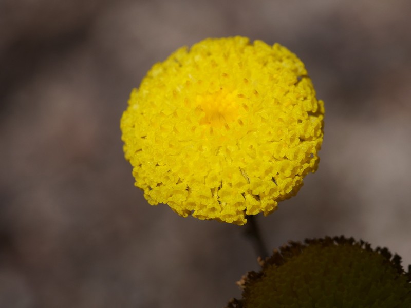 Leptorhynchos scaber photo 4