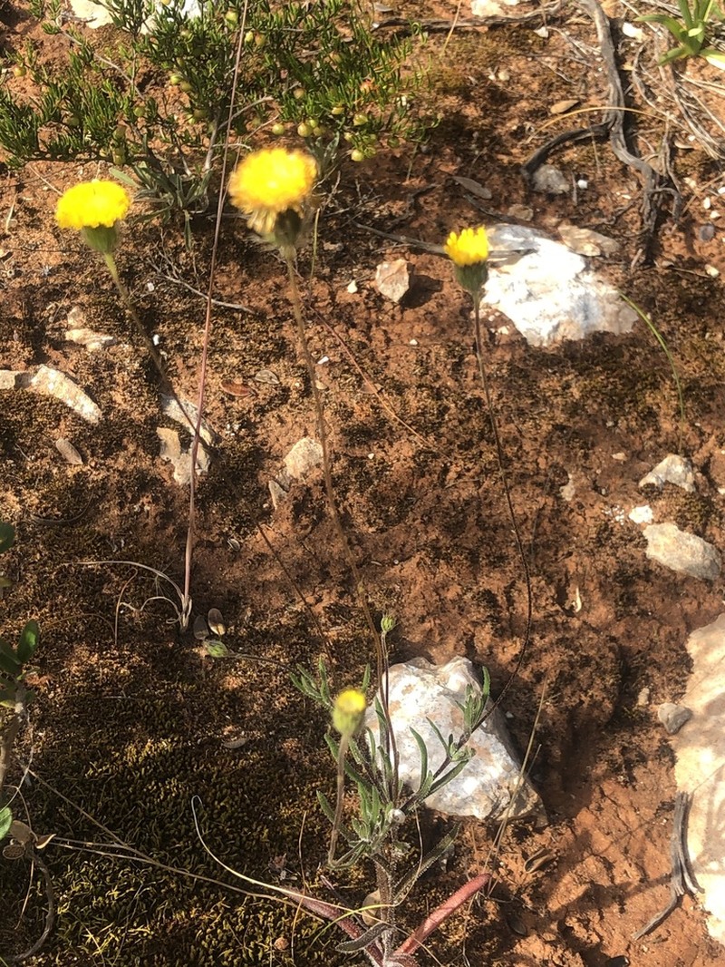 Leptorhynchos scaber photo 5