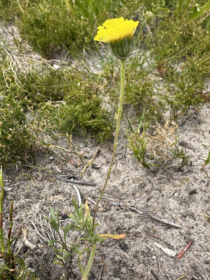Leptorhynchos scaber photo 6
