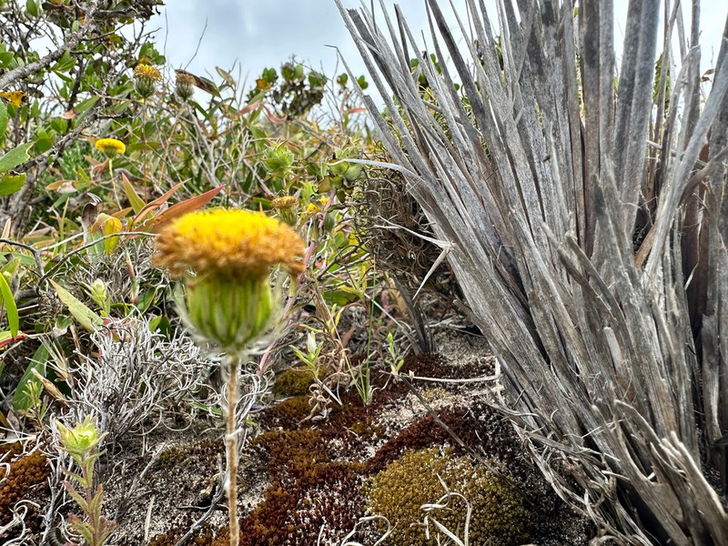 Leptorhynchos scaber photo 7