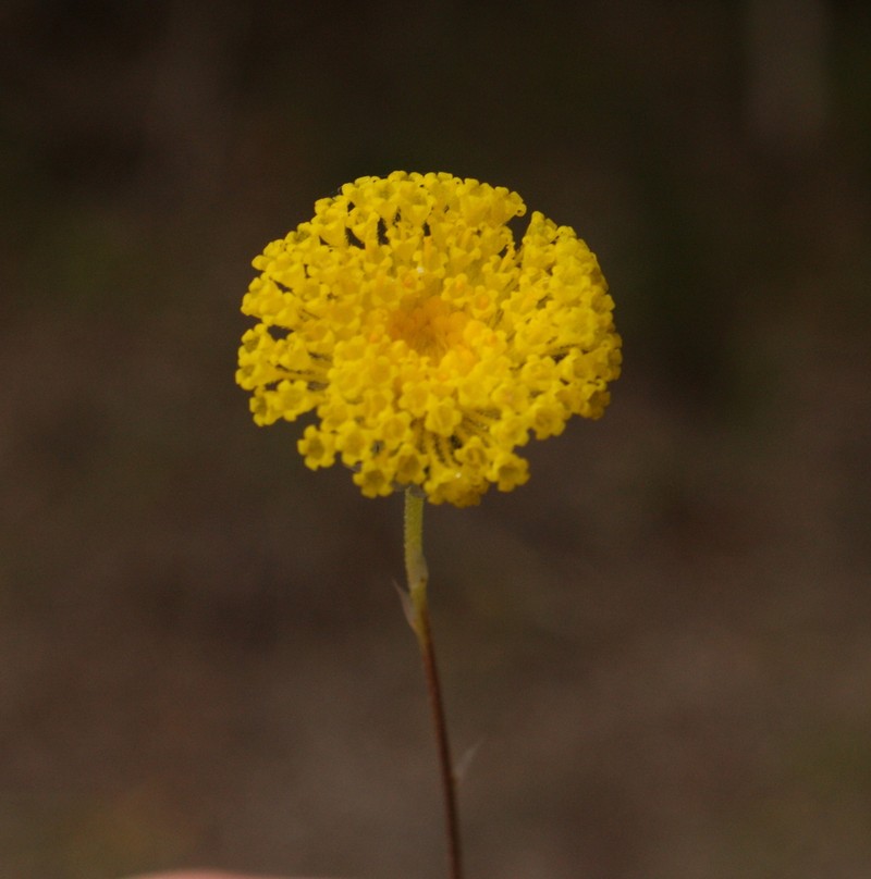 Leptorhynchos scaber photo 8