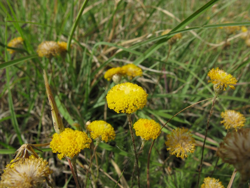 Leptorhynchos squamatus