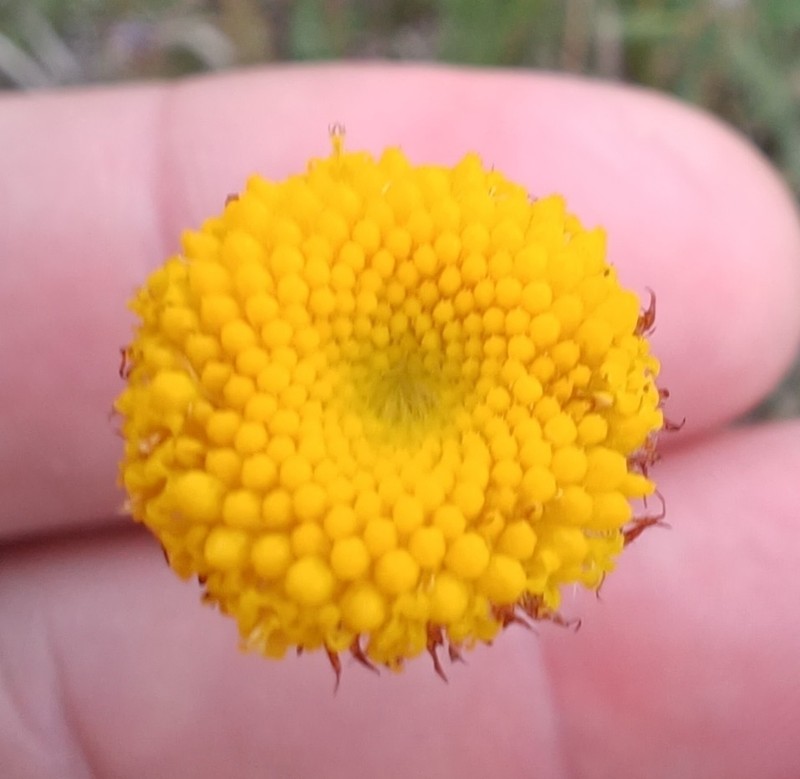 Leptorhynchos squamatus photo 2