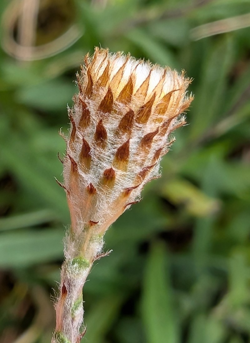 Leptorhynchos squamatus photo 4