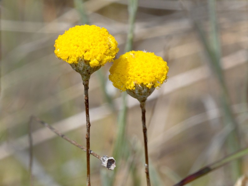 Leptorhynchos squamatus photo 6