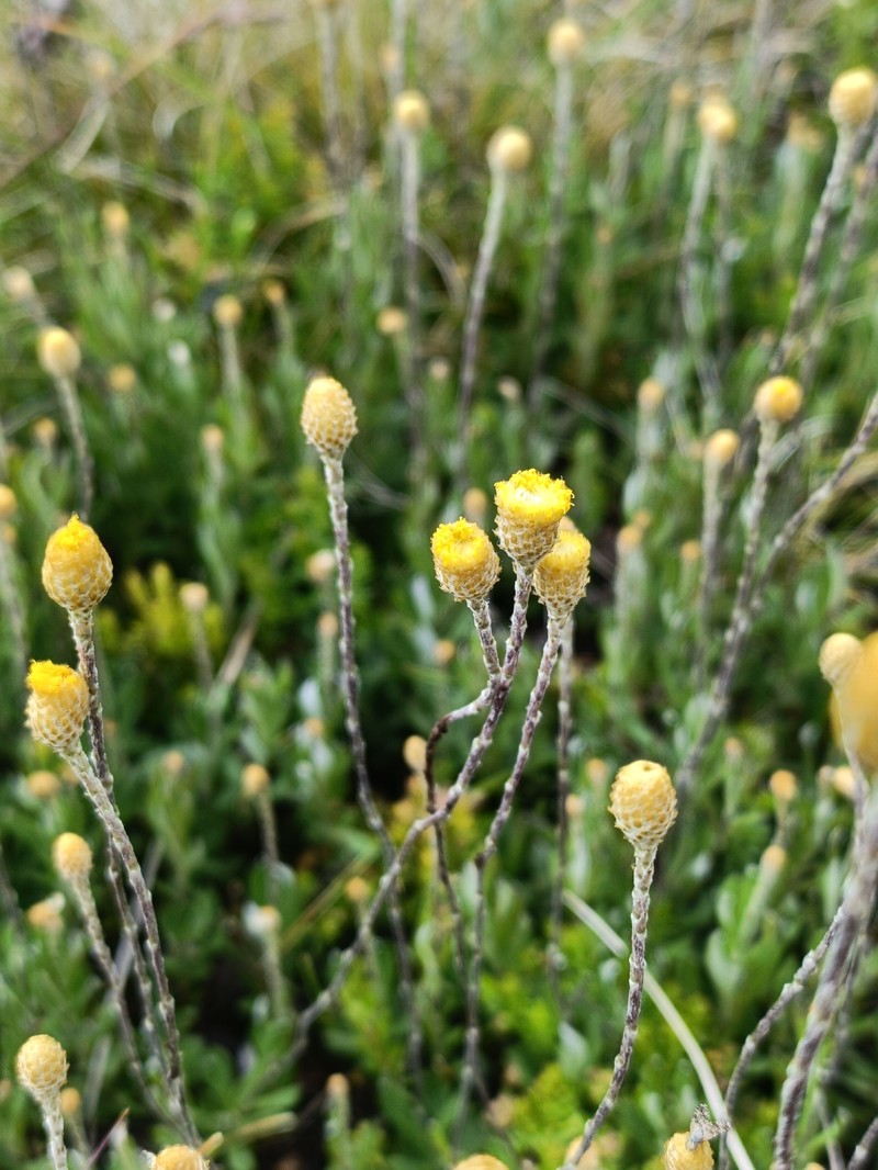 Leptorhynchos squamatus subsp. alpinus