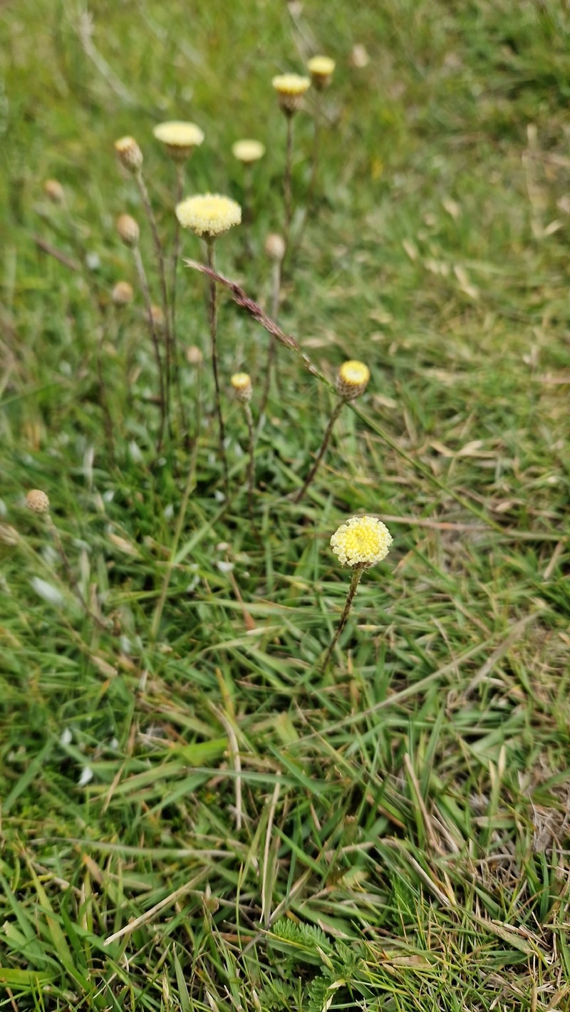 Leptorhynchos squamatus subsp. alpinus photo 2