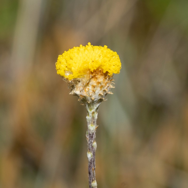 Leptorhynchos squamatus subsp. alpinus photo 3