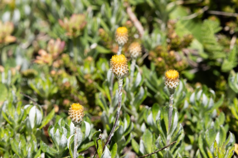 Leptorhynchos squamatus subsp. alpinus photo 4