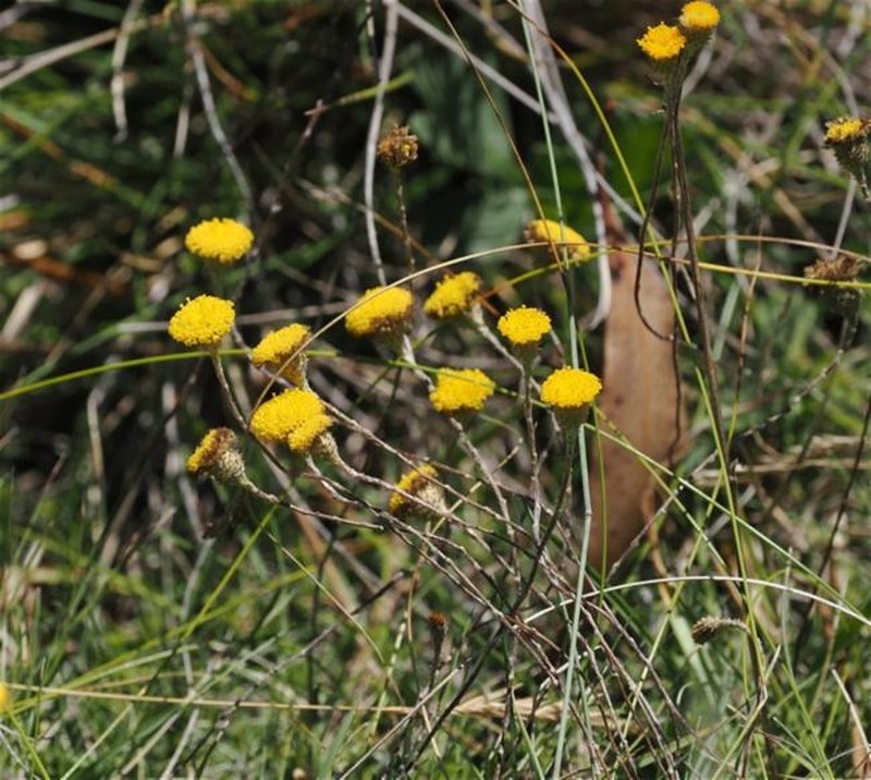 Leptorhynchos squamatus subsp. squamatus