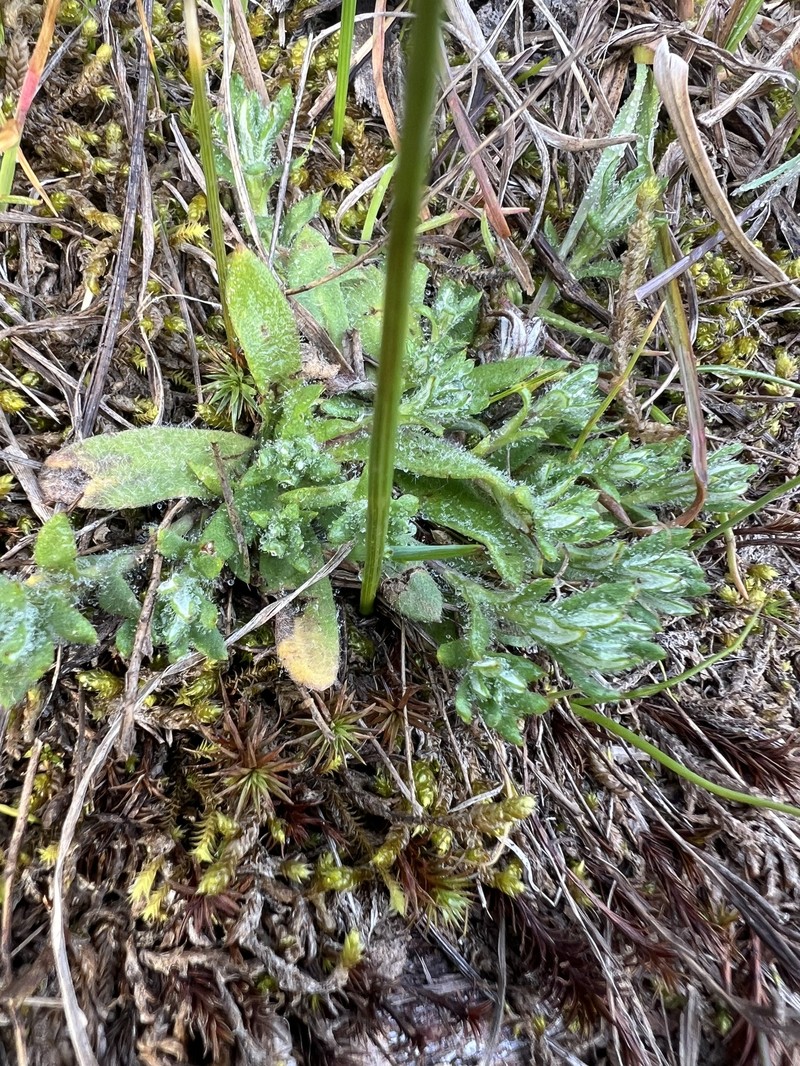 Leptorhynchos squamatus subsp. squamatus photo 2