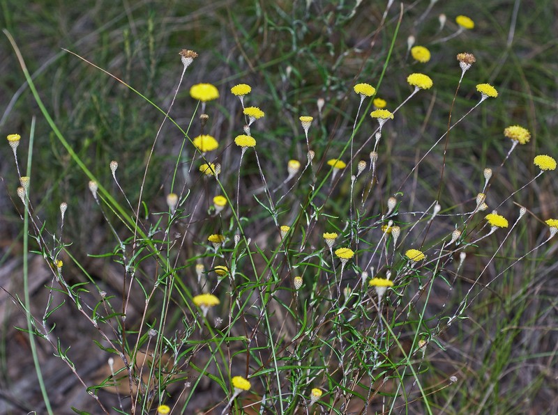 Leptorhynchos tenuifolius