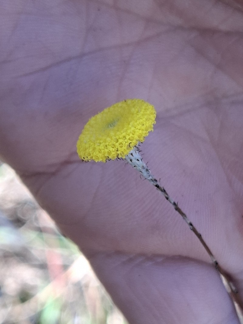 Leptorhynchos tenuifolius photo 2