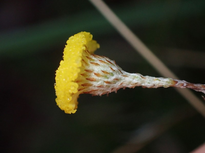 Leptorhynchos tenuifolius photo 3