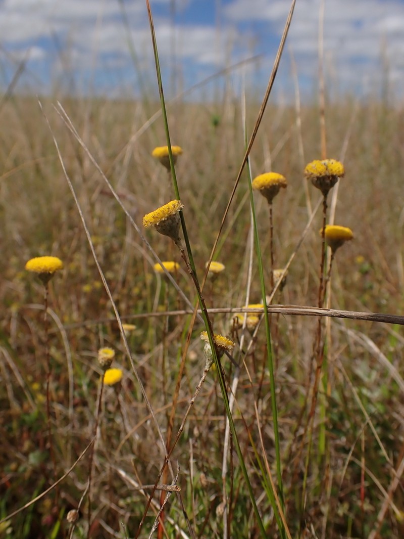 Leptorhynchos tenuifolius photo 4
