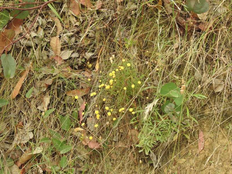 Leptorhynchos tenuifolius photo 5