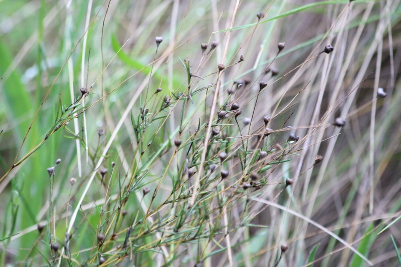 Leptorhynchos tenuifolius photo 6