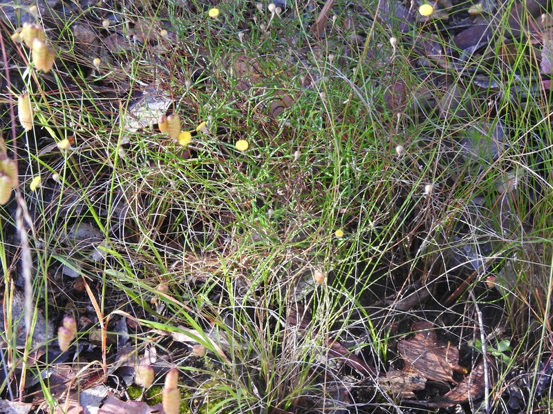 Leptorhynchos tenuifolius photo 7