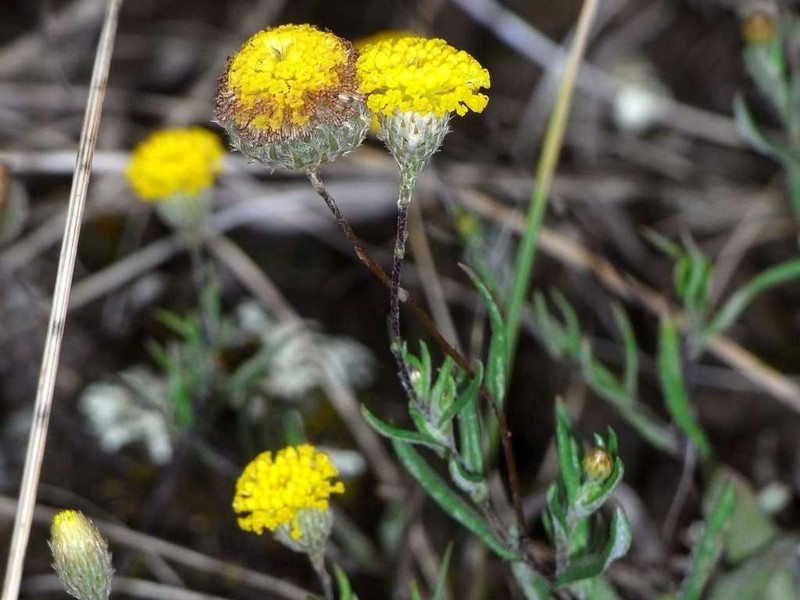 Leptorhynchos tetrachaetus photo 2